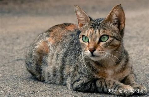 自来猫的预兆|俗话说”猫来穷、狗来富“，家里进猫代表什么预兆？需要注意什么